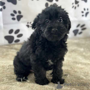 Photo №1. yorkshire terrier - for sale in the city of New York | 500$ | Announcement № 167064