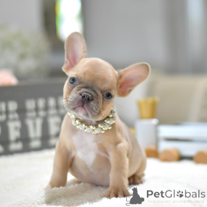 Photo №1. french bulldog - for sale in the city of Essingen | negotiated | Announcement № 158247