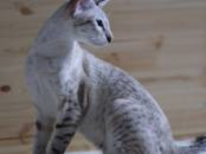 Photo №2 to announcement № 722 for the sale of oriental shorthair - buy in Belarus private announcement, breeder