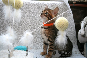 Photo №3. Vaccinated Bengal Cats kittens available for Caring homes. Spain