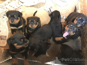 Photo №1. rottweiler - for sale in the city of Wakeley | 580$ | Announcement № 104675