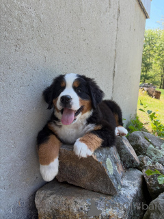 Photo №3. Cute Bernese Mountain Dog Puppies Ready to Go. Germany