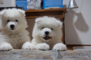 Photo №3. Purebred Samoyed puppies. Germany