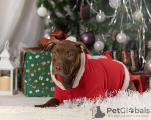 Photo №2 to announcement № 33371 for the sale of american pit bull terrier - buy in Russian Federation breeder