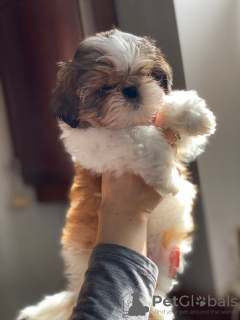 Photo №1. shih tzu - for sale in the city of Kiev | 715$ | Announcement № 9901