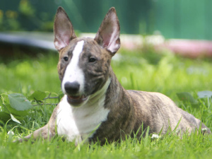 Photo №3. We had great puppies of the Miniature Bull Terrier.. Russian Federation