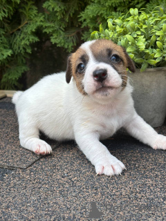 Photo №1. jack russell terrier - for sale in the city of Pyatigorsk | 152$ | Announcement № 147827