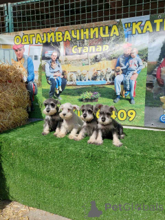 Photo №4. I will sell schnauzer in the city of Sombor.  - price - negotiated