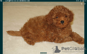 Additional photos: Poodle Toy