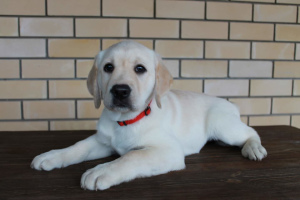 Additional photos: Puppy labrador retriever available for sale