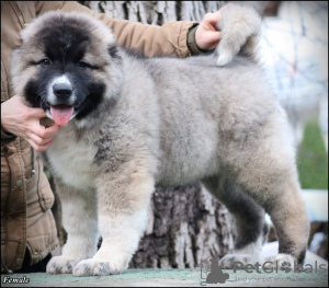 Photo №4. I will sell caucasian shepherd dog in the city of Belgrade. breeder - price - negotiated