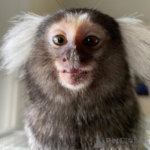 Photo №2 to announcement № 143850 for the sale of  - buy in United Arab Emirates breeder