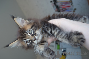 Photo №4. I will sell maine coon in the city of Irkutsk.  - price - 457$