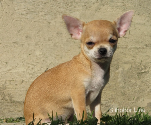 Photo №2 to announcement № 5523 for the sale of chihuahua - buy in Russian Federation private announcement, breeder