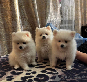 Photo №1. pomeranian - for sale in the city of Kerkrade | 936$ | Announcement № 30092