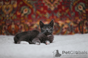 Additional photos: Smoky kitten Funtik is looking for a home!