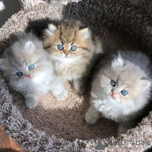 Photo №1. persian cat - for sale in the city of Helsinki | 370$ | Announcement № 107785