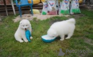 Photo №1. samoyed dog - for sale in the city of Landskrona | negotiated | Announcement № 55330