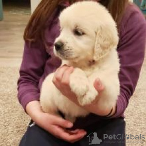 Photo №2 to announcement № 55148 for the sale of golden retriever - buy in Russian Federation 