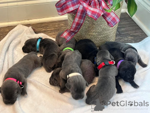 Photo №1. cane corso - for sale in the city of Aalborg | 1$ | Announcement № 173407