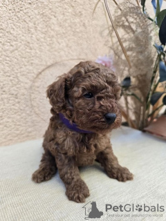 Additional photos: TOY Red Poodles - Puppies for sale