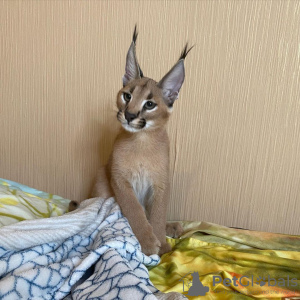 Photo №3. Adorable caracal kitten for sale locally. United States