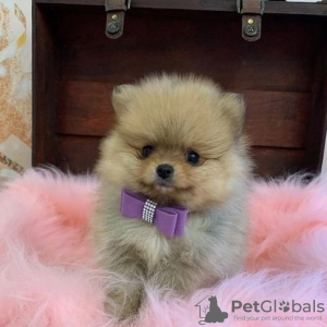 Photo №1. pomeranian - for sale in the city of Montana City | Is free | Announcement № 127574