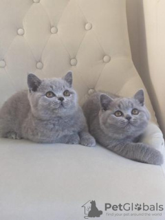 Photo №2 to announcement № 108595 for the sale of british shorthair - buy in Germany private announcement, from nursery, from the shelter, breeder