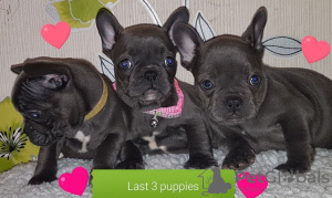 Photo №1. french bulldog - for sale in the city of Munich | 581$ | Announcement № 122767