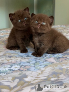 Photo №1. british shorthair - for sale in the city of Groningen | negotiated | Announcement № 175232