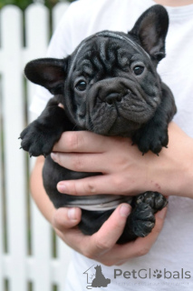 Photo №1. french bulldog - for sale in the city of Minsk | 645$ | Announcement № 173466