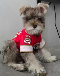 Photo №1. schnauzer - for sale in the city of ALAVUS | 568$ | Announcement № 169114