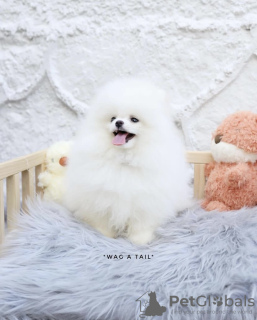 Photo №1. pomeranian - for sale in the city of Leipzig | 317$ | Announcement № 99561