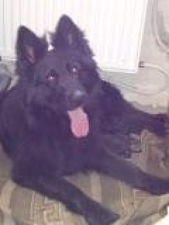 Photo №2 to announcement № 1994 for the sale of german shepherd - buy in Russian Federation breeder