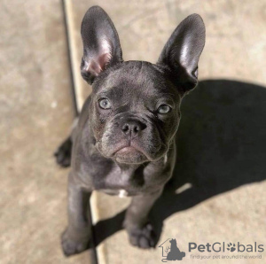 Photo №2 to announcement № 68769 for the sale of french bulldog - buy in Poland private announcement