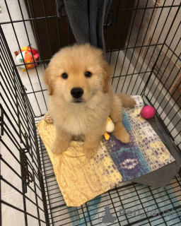 Photo №2 to announcement № 138962 for the sale of golden retriever - buy in United States private announcement, breeder