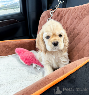 Photo №1. american cocker spaniel - for sale in the city of Berlin | negotiated | Announcement № 168949