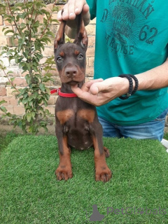 Photo №2 to announcement № 177520 for the sale of dobermann - buy in Serbia breeder