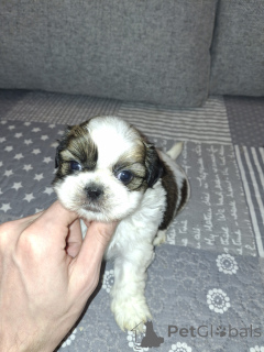 Photo №4. I will sell lhasa apso, german spitz, pomeranian, shih tzu in the city of Vilnius. private announcement, from nursery, breeder - price - 723$