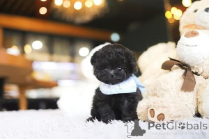 Photo №4. I will sell poodle (toy) in the city of California. breeder - price - negotiated