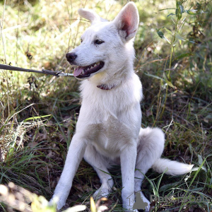 Additional photos: White dog Gerda is looking for a loving family.