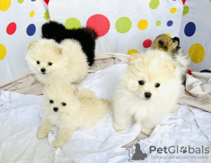 Photo №3. pomeranian. United States