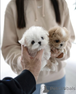 Photo №3. Toy Poodle Puppies Ready For Adoption. United Kingdom