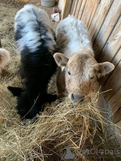 Photo №2 to announcement № 132674 for the sale of  - buy in Germany private announcement