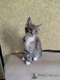 Photo №3. Cute Maine Coon kittens, mixed breeds.. Belarus