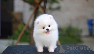Photo №1. pomeranian - for sale in the city of Berlin | 380$ | Announcement № 138829
