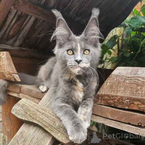 Photo №2 to announcement № 156994 for the sale of maine coon - buy in Switzerland private announcement