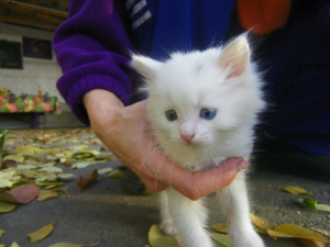 Photo №2 to announcement № 554 for the sale of turkish angora - buy in Belarus private announcement