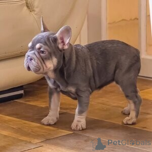 Photo №1. french bulldog - for sale in the city of Copenhague | negotiated | Announcement № 171959