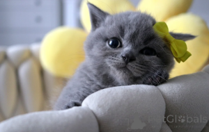 Photo №1. british shorthair - for sale in the city of Aarbergen | 516$ | Announcement № 164513
